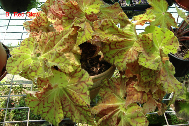 B. ‘Red Glow’